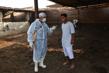 واکسیناسیون دام‌ها در پی شیوع سویه جدید تب برفکی