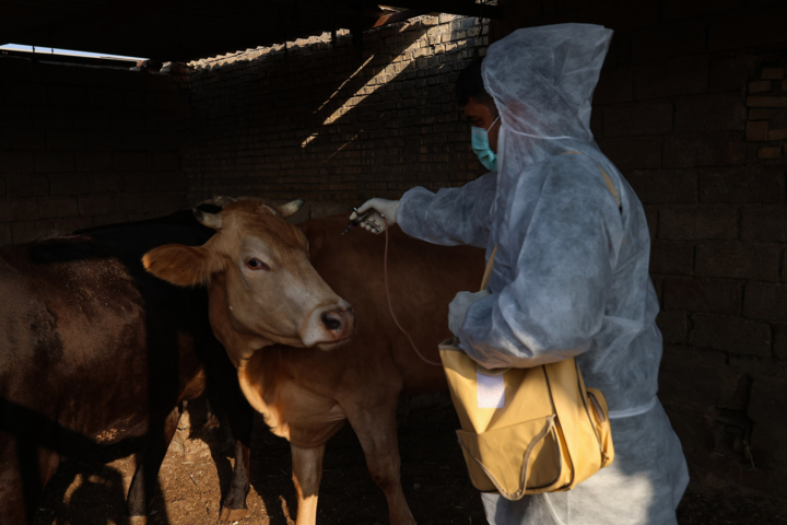 گله های دامی البرز در سلامت هستند؛ اجرای واکسیناسیون گسترده