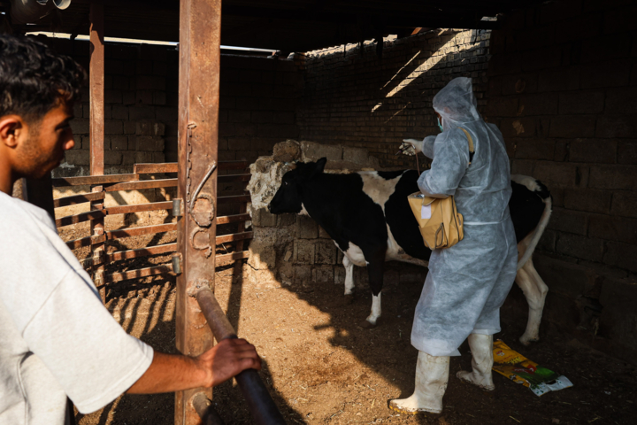 ورود ۲.۵ میلیون دُز واکسن تب برفکی طی هفته آینده/شناسایی ۵۰۷ کانون بیماری