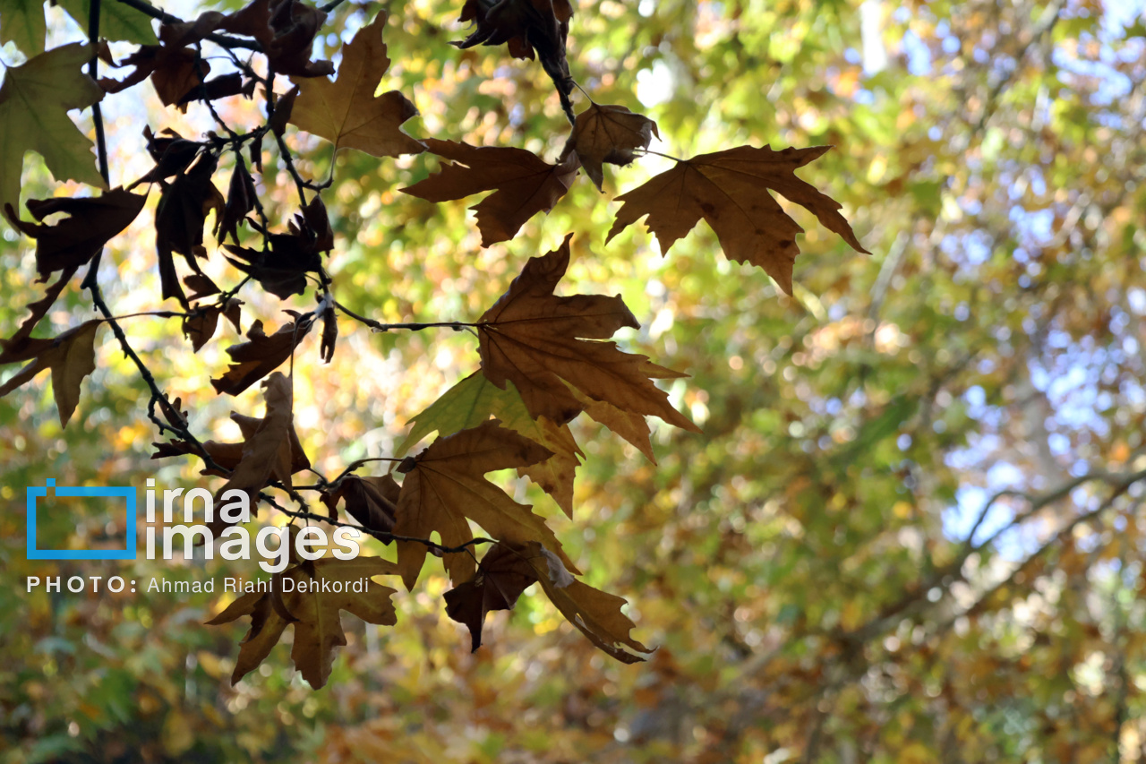 «چهره پاییز» وحید تاج و «گیسوی باران» علیرضا قربانی را بشنویم