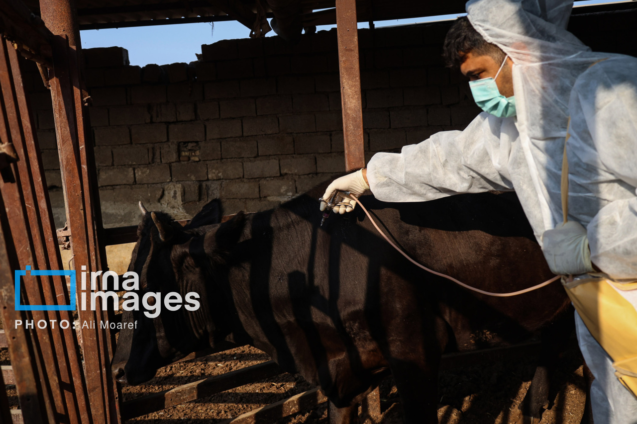 مبارزه با تب برفکی در مازندران زیر ضربه رزمایش واکسیناسیون دام