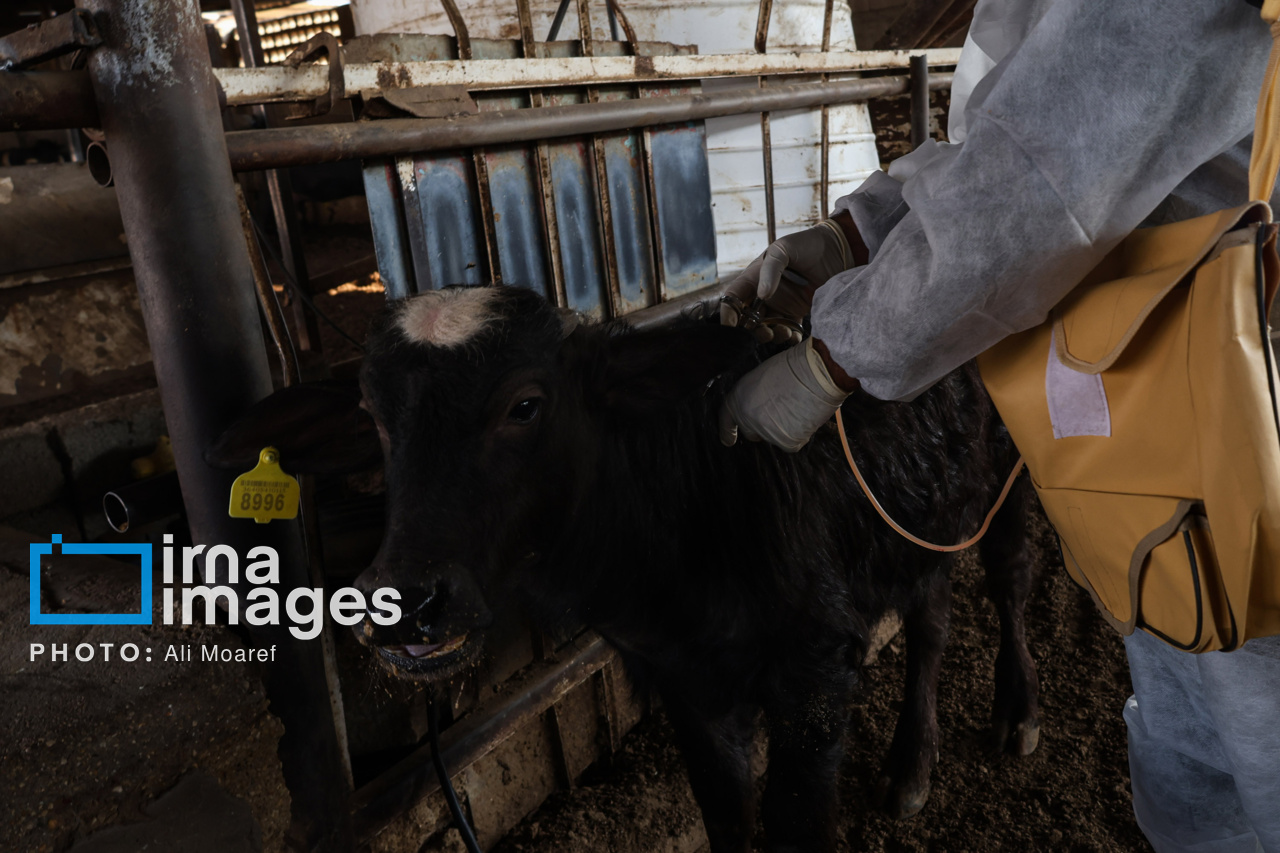 بیش از ۱۳ هزار دام قشم علیه بیماری تب برفکی واکسینه شدند