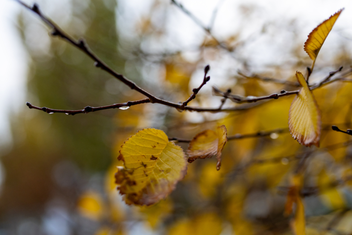 ماندگاری آلودگی هوا در پایتخت؛ شنبه بارانی میشود