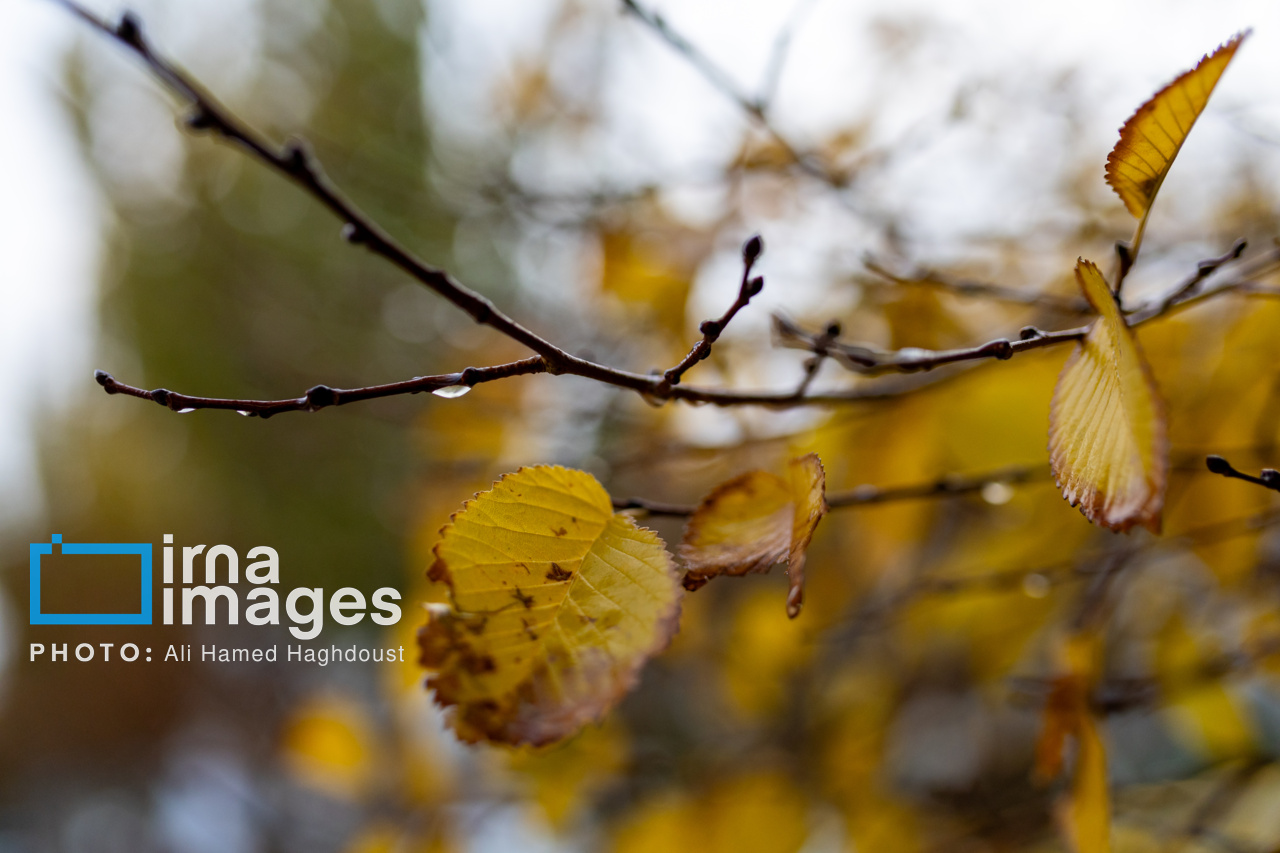 شروع بارش ها از اواسط هفته/کاهش آلودگی هوا از دوشنبه آینده