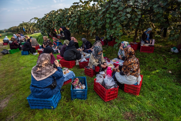 روزهای شیرین صادرات کیوی بهکام کشاورزان مازندرانی