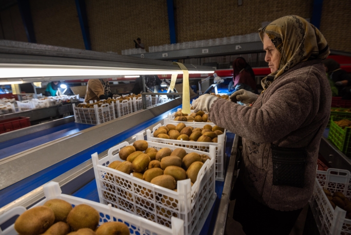 روزهای شیرین صادرات کیوی بهکام کشاورزان مازندرانی