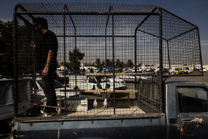 قاب زندگی/ اتوبان آزادگان و جمعه‌هایی پر از قفس