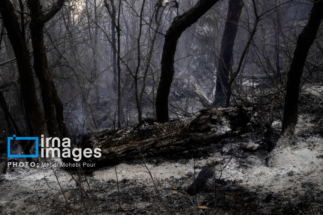 پایان کابوس آتش در گلستان؛ جنگلهای هیرکانی نجات یافتند