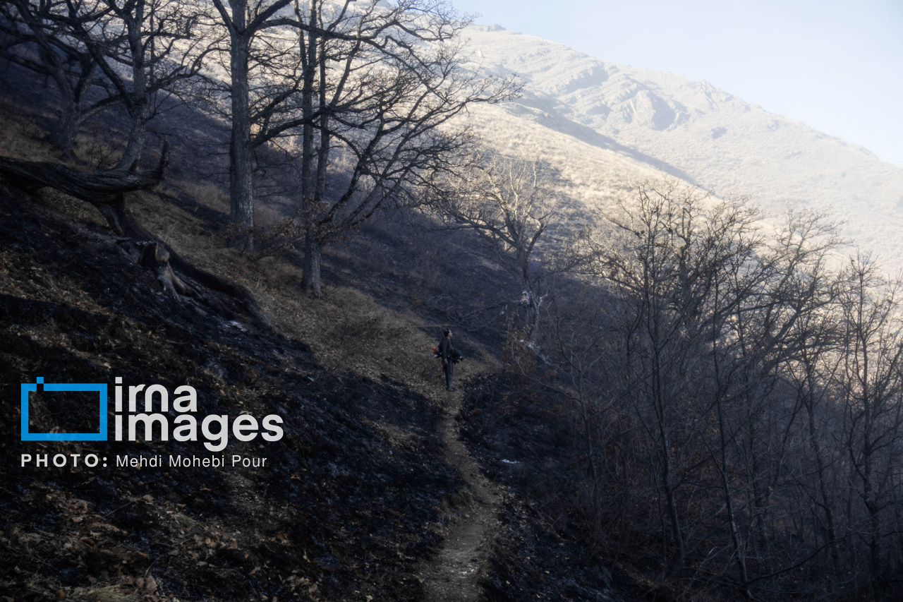 آتش‌سوزی در عرصه‌های جنگلی ساری مهار شد