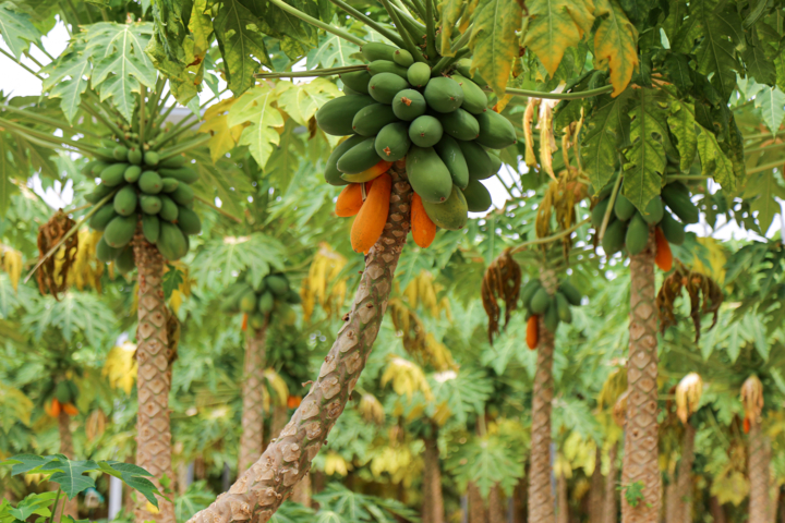 لزوم طراحی «تقویم اقتصادی» با برنامه‌های کوتاه‌ و بلندمدت برای هرمزگان