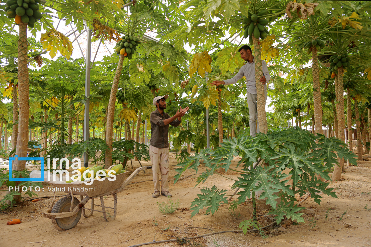 طراحی مدل یکپارچه بهینه‌سازی مصرف انرژی در شهرک‌های گلخانه‌ای