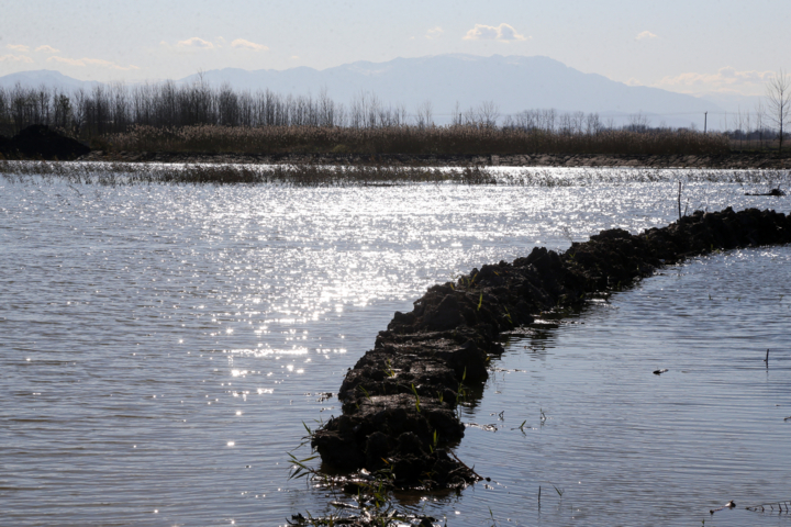 کارکرد آببندانها در شالیزارهای گیلان و ضرورت احیاء آنها