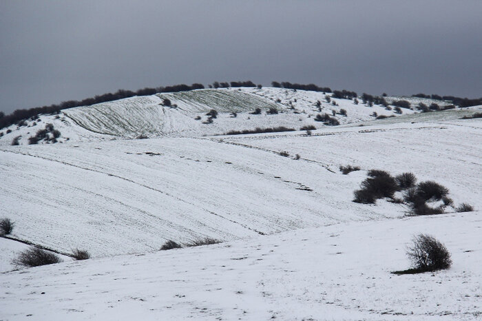حال خوش گوزن‌های زرد ایرانی در سایت فندقلو نمین 2