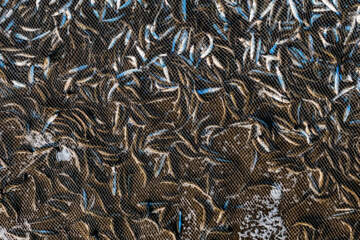 صید ماهی در خزر