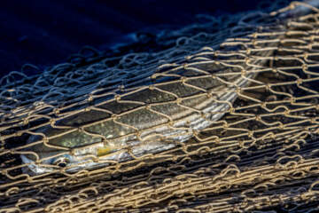 صید ماهی در خزر