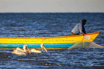 صید ماهی در خزر