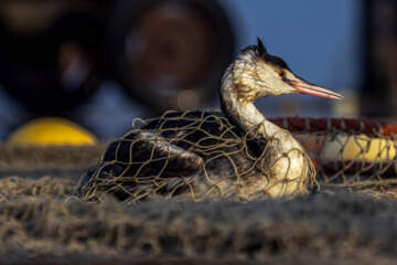 صید ماهی در خزر