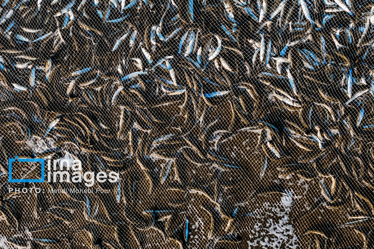 صید ماهی در خزر