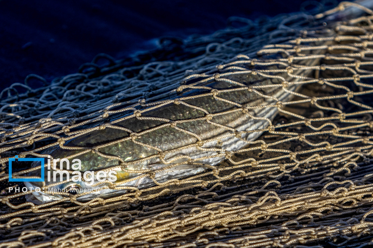 صید ماهی در خزر