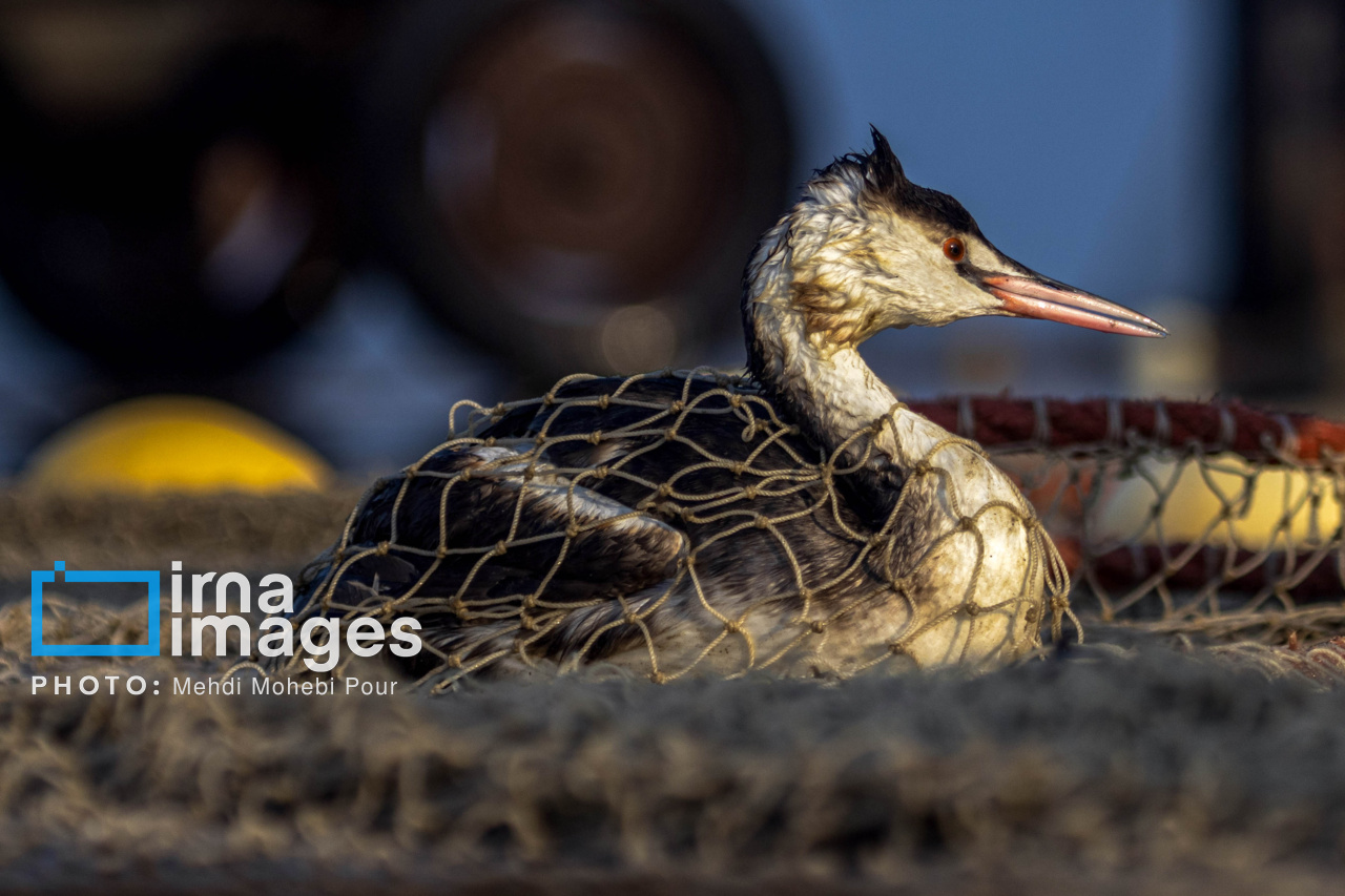صید ماهی در خزر