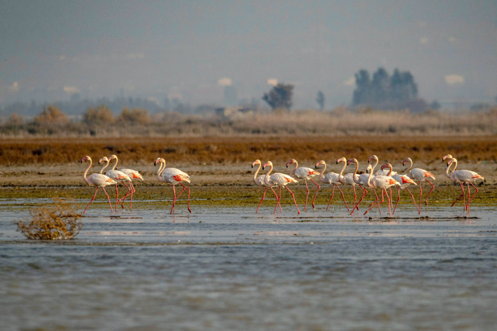 مرکز منطقهای کنوانسیون رامسر برای ۳ سال دیگر در ایران ماند/ تقویت همکاریها با ۱۵ کشور
