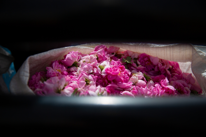 گل محمدی فارس؛ عطر ایرانی در قلب اروپا