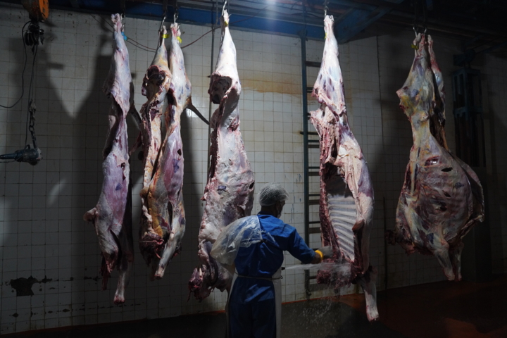 چهاردهم مهر، روز جهانی دامپزشکی و اهمیت استراتژیک آن در امنیت غذایی