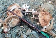 دستگیری شکارچیان غیرمجاز با لاشه بزکوهی در نوشهر 