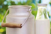 دامداران در انتظار افزایش ۲۲.۵ درصدی نرخ شیرخام هستند 