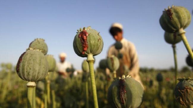 میزان کشفیات ایران، تاییدکننده کاهش تولید موادمخدر در افغانستان نیست