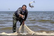 صید ماهیان استخوانی دریای خزر ۴۴  درصد افزایش یافت 