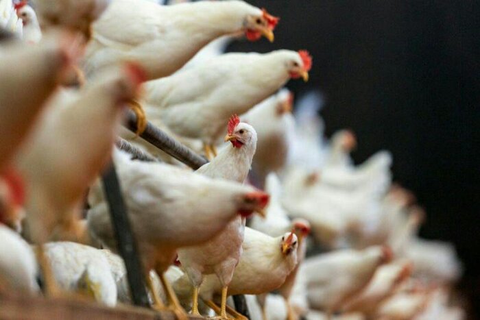 ۵۲۰۰ واحد مرغداری گوشتی از چرخه تولید خارج شد
