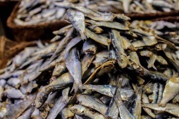 مدیر کل گمرک قشم: صادرات ماهی خشک ممنوع نیست