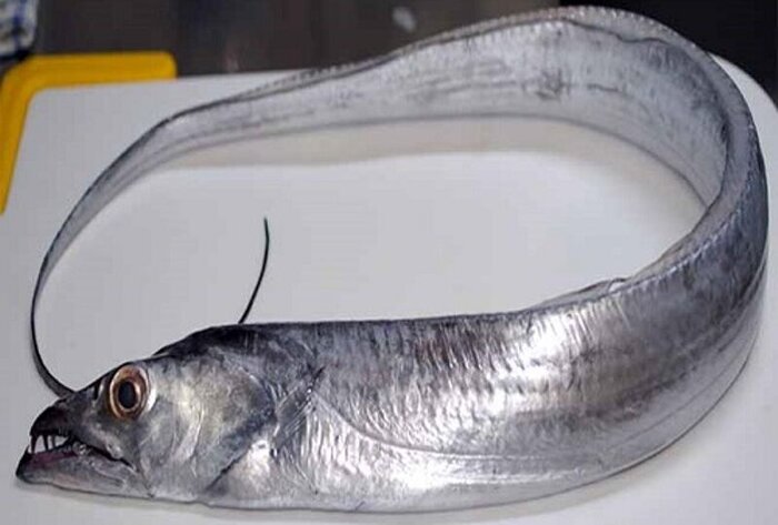 7 million dollars of Cutlassfish hunted in Bushehr province