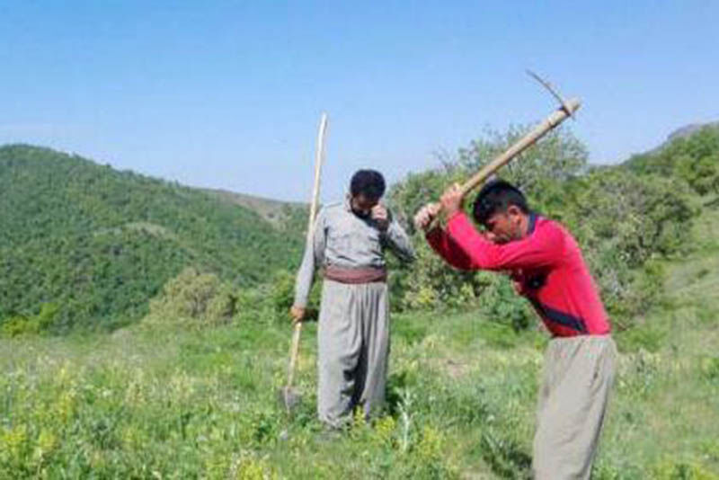 کهگیلویه وبویراحمد کمبود جنگل بان دارد