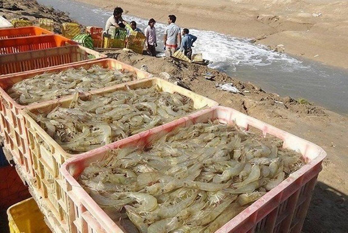 ایران کے جنوبی علاقے کی بیرون ملک میں 58 ہزار ٹن آبی جانوروں کی برآمدات ایران کے جنوبی علاقے کی بیرون ملک میں 58 ہزار ٹن آبی جانوروں کی برآمدات