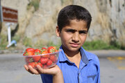 فروش طلای سرخ در حاشیه جاده های کردستان