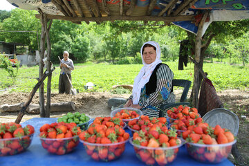 توسعه بخش کشاورزی در کردستان رونق گردشگری را به دنبال دارد