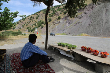 فروش طلای سرخ در جاده های کردستان