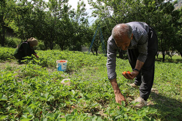 فروش طلای سرخ در جاده های کردستان