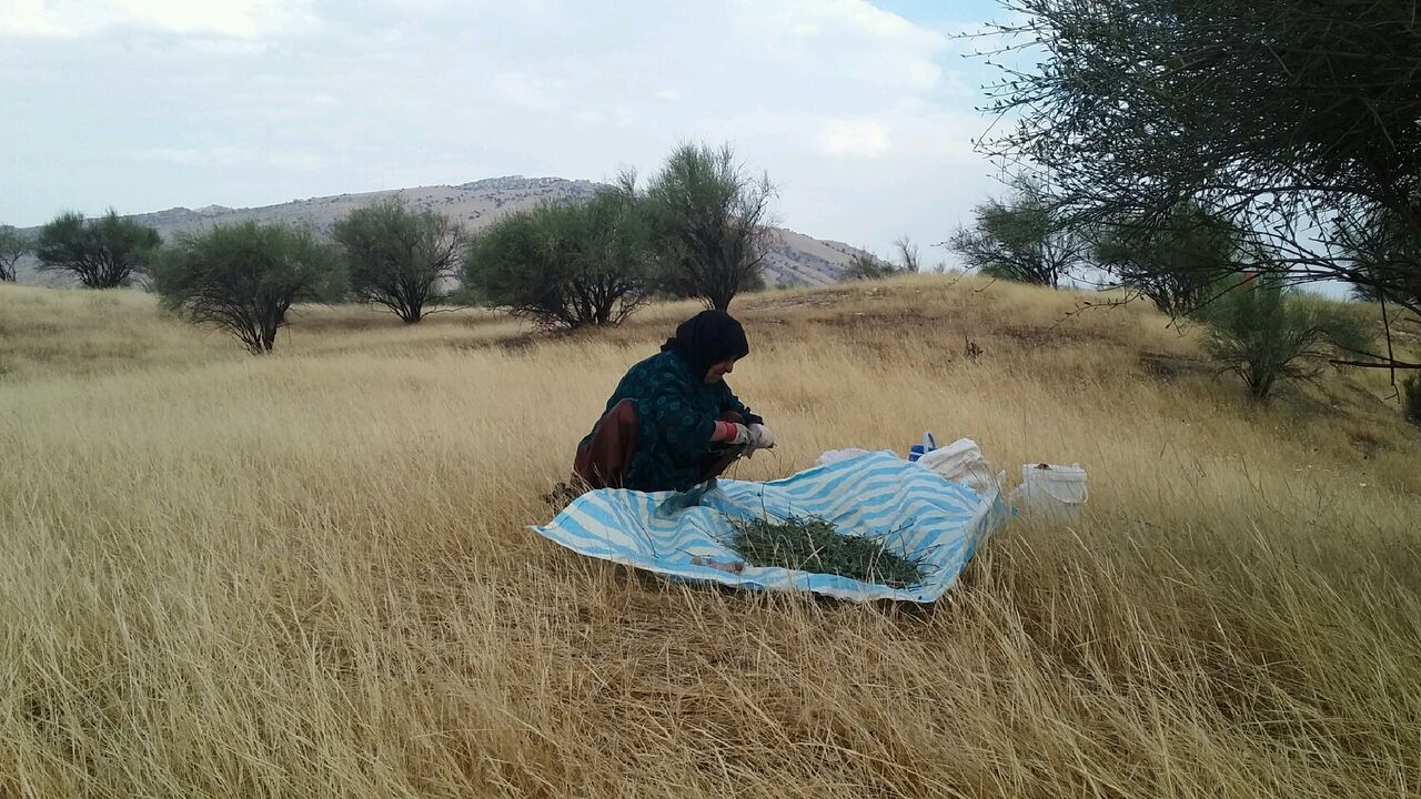 برداشت بادام از بادامستان های کهگیلویه آغاز شد