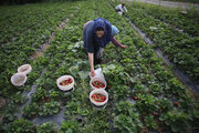 ارزش اقتصادی تولید توت فرنگی مازندران به حدود ۷۰۰میلیارد تومان رسید