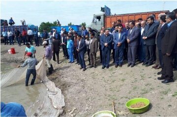 رها سازی ۸۰ میلیون قطعه بچه ماهی سفید در رودخانه های مازندران آغاز شد

