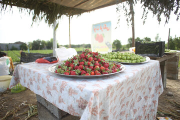برداشت توت فرنگی از مزارع مازندران