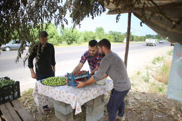 برداشت توت فرنگی از مزارع مازندران