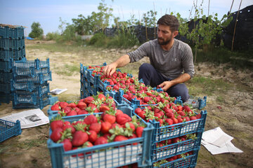 معیشت بیش از ۱۳ هزار خانواده کردستانی به تولید محصول توت فرنگی وابسته است

