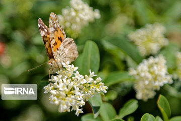 Flight of colorful butterflies in northeastern Iran