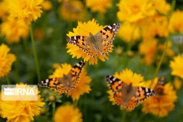 Flight of colorful butterflies in northeastern Iran