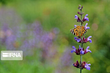 Flight of colorful butterflies in northeastern Iran