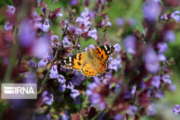 Flight of colorful butterflies in northeastern Iran